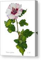 Rose Of Sharon - Hibiscus Syriacus Canvas Print