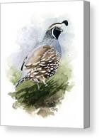 Quail Canvas Print