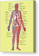 Diagram Of The Circulatory System Canvas Print