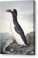 アンティーク プリント フレーム GREAT AUK Great Auk Bird