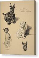 Scotch Terrier And White Westie Canvas Print