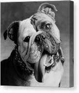 Playful Bulldog Portrait Canvas Print