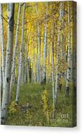 Vibrant Aspen Grove in Autumn Canvas Print