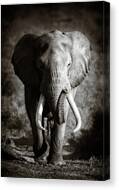Elephant Bull Canvas Print