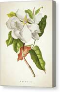 Magnolia Botanical Print Canvas Print