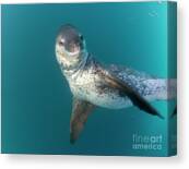 Leopard Seal South Shetland Islands Canvas Print
