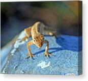 Mini Attitude Canvas Print