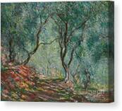Olive Trees In The Moreno Garden Canvas Print