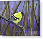 Bruce's Favorite Canvas Print Bruce's Favorite Canvas Print