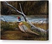 Strutting Pheasant Canvas Print