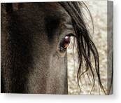 Through The Eye Of A Stallion Canvas Print