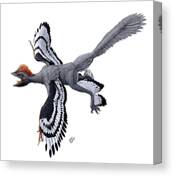 Anchiornis Huxleyi Feathered Dinosaur #1 Canvas Print