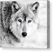 Eyes of the Wolf Photograph by Straublund Photography - Fine Art America