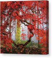 A Japanese Maple Tree Canvas Print