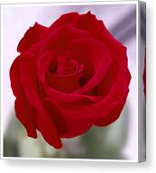 Red Rose Canvas Print