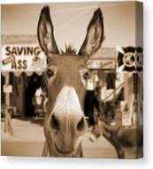 Close-Up of a Curious Donkey Canvas Print