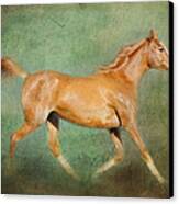 Chestnut Arabian Horse Trotting Canvas Print by Michelle Wrighton