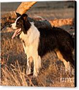 Border Collie At Sunset Canvas Print by Michelle Wrighton