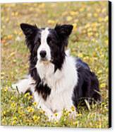 Border Collie In Field Of Yellow Flowers Canvas Print by Michelle Wrighton