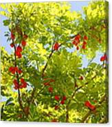 Ackee Tree Jamaica2 Canvas Print