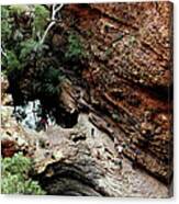 Australia - King's Canyon Oasis Canvas Print