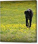 Cody In Black And Yellow Canvas Print
