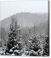 Driftless Pine Canvas Print