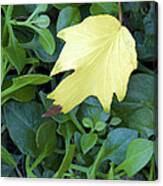 Fallen Yellow Leaf Canvas Print