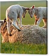 Leap Sheeping Lambs Canvas Print