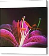 • 'lilium Stargazer Oriental Lily' Canvas Print