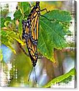 Monarch Butterflies Coupled In Their Mating Ritual Canvas Print