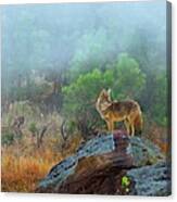 Morning Patrol Canvas Print