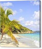 Palm Tree On Caribbean Beach Canvas Print