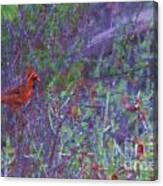 Red Cardinal- Canyon Of The Eagles Canvas Print