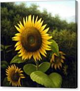 Sunflower 7 Canvas Print