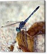 Blue Dragonfly #1 Canvas Print