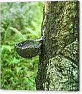 A Drip Pan On A Rubber Tree #1 Canvas Print
