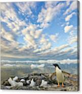 Adelie Penguin Flapping Wings Canvas Print