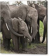 African Elephant Herd Grazing Kenya #1 Canvas Print