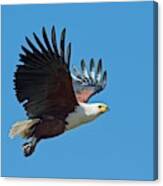 African Fish Eagle In Flight Canvas Print