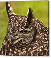 African Spotted Owl #1 Canvas Print