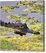 Alligator In Algae #1 Canvas Print