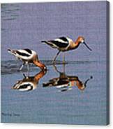 American Avocet At The Grp #2 Canvas Print