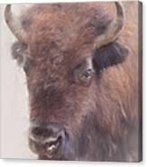 American Buffalo #2 Canvas Print