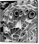 American Painted Lady Butterfly Wing Black White Square #1 Canvas Print
