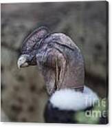 Andean Condor #1 Canvas Print