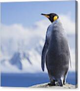 Antarctica King Penguin Head #1 Canvas Print
