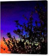 Apple Tree Silhouette #1 Canvas Print