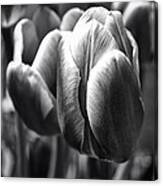 Arboretum Tulips #1 Canvas Print