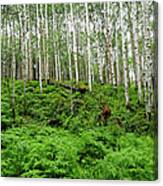 Aspen Trees And Ferns In Mountain #1 Canvas Print